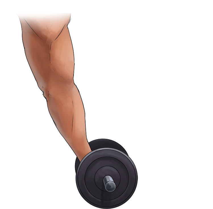 Example: Lifting a dumbbell in a bicep curl
